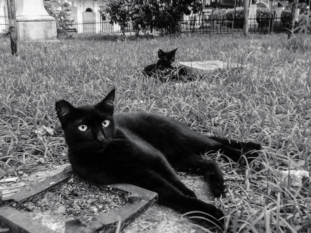 Black-Cats-Plaza-Catedral-Panama-January-27-2019-1.jpg